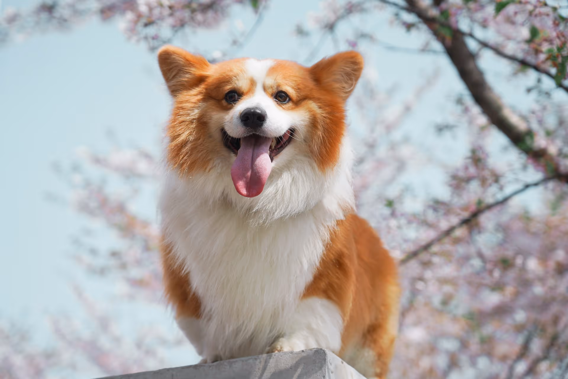 Pet Otellerinde Dijital Dönüşüm: PawBooking