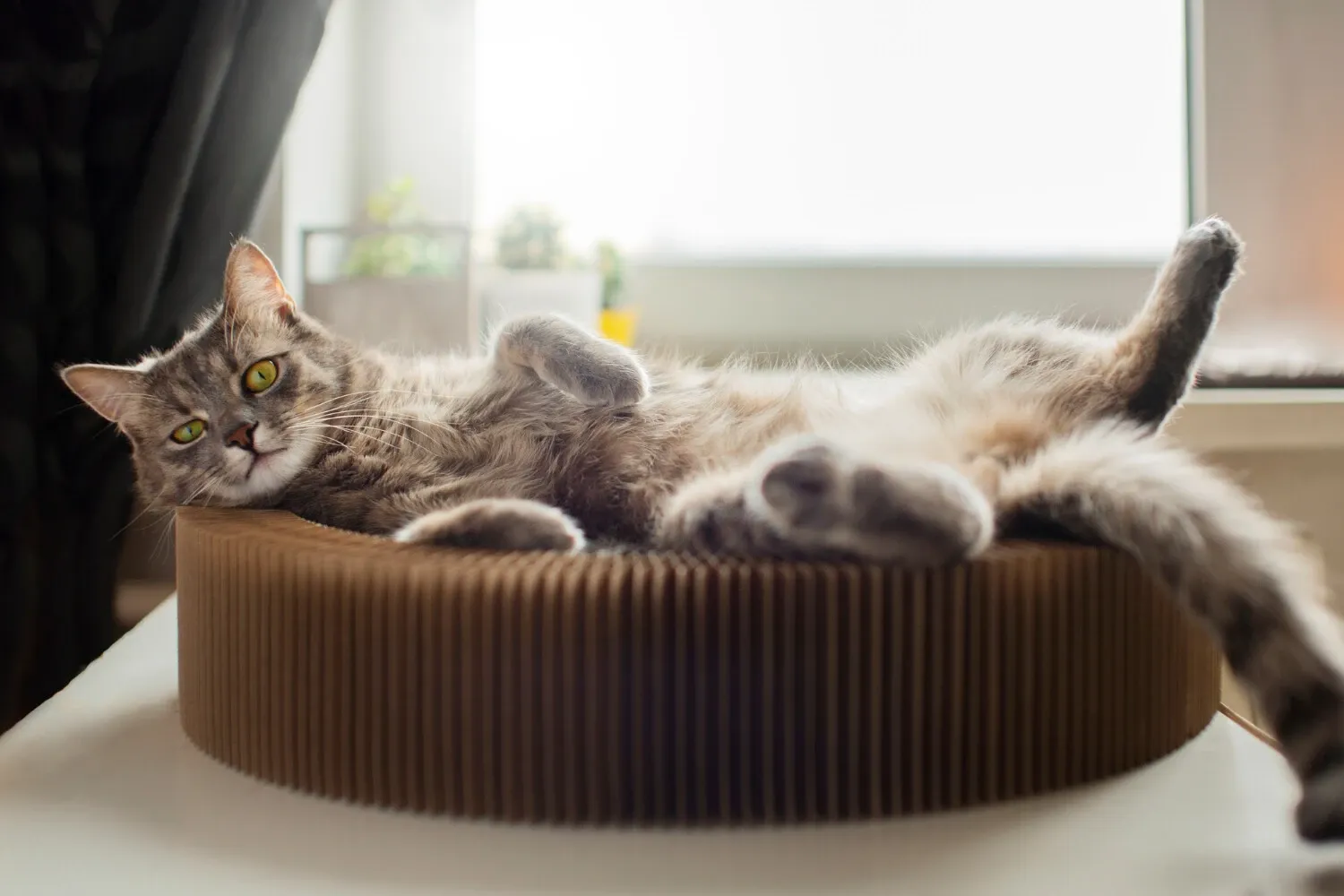 Kedi Oteli Nedir? Güvenli Kedi Konaklama Rehberi