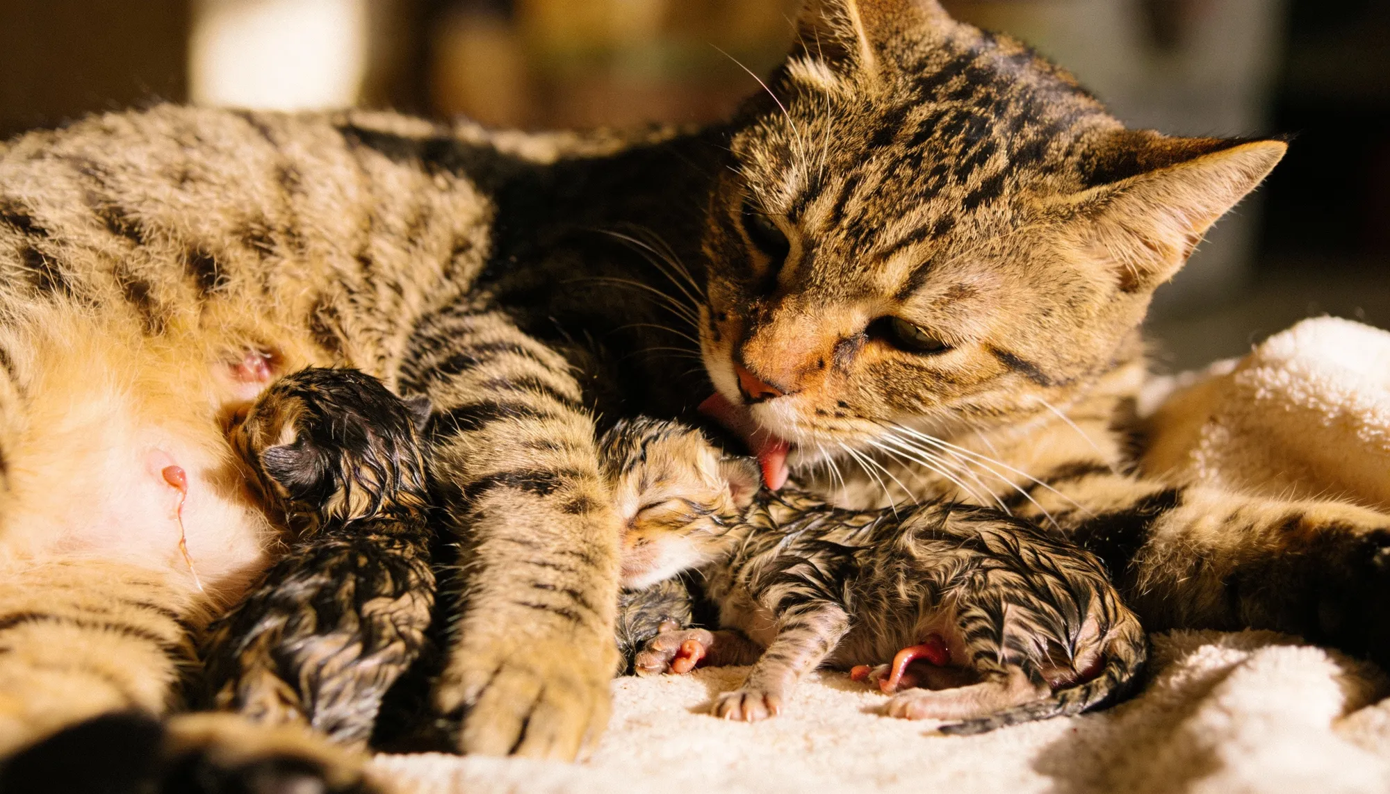 Kediler Kaç Ayda Doğurur?