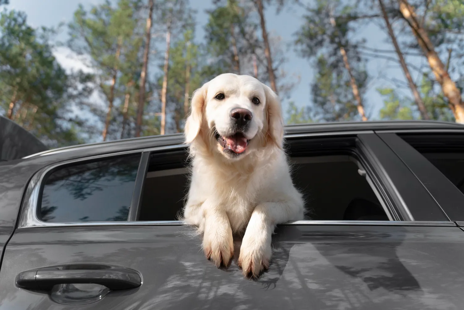 Pet Taksi Seçerken Nelere Dikkat Etmeli? | PawBooking Pet Taksi Seçerken Nelere Dikkat Etmeli? | PawBooking