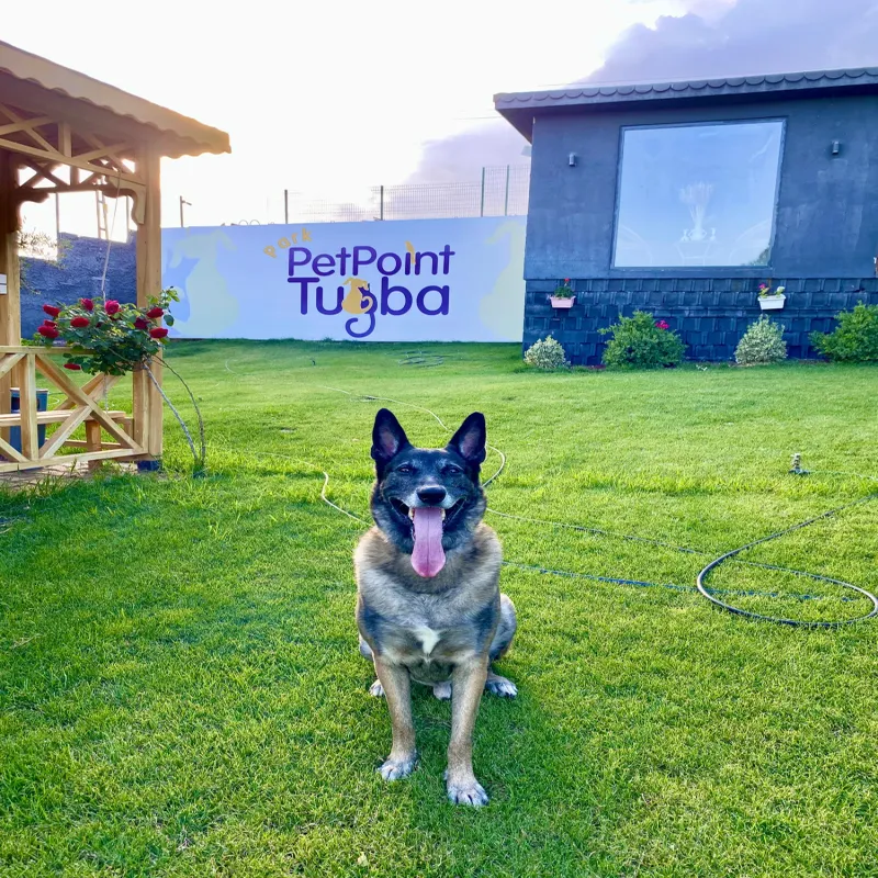 Park Pet Point Tuğba - Kedi Oteli - Köpek Oteli Gaziantep evcil hayvan pet hotelleri Pawbooking Park Pet Point Tuğba - Kedi Oteli - Köpek Oteli Gaziantep evcil hayvan pet hotelleri Pawbooking