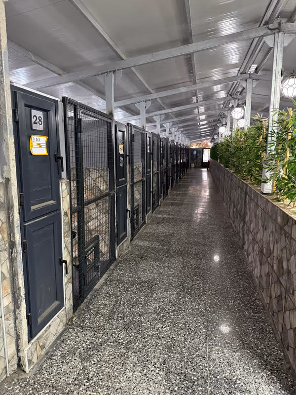 Miyahav Pet Oteli Gaziantep kedi ve köpek oteli - Galeri görseli 6/6 | PawBooking