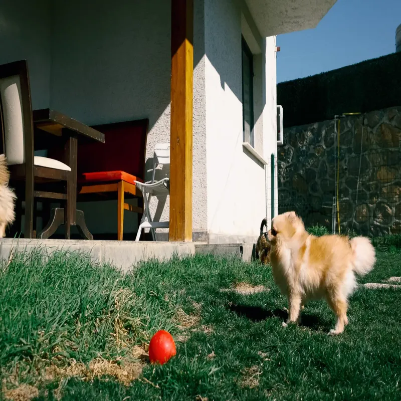 Neşeli Kedi ve Köpek Oteli İstanbul kedi ve köpek oteli - Galeri görseli 6/7 | PawBooking