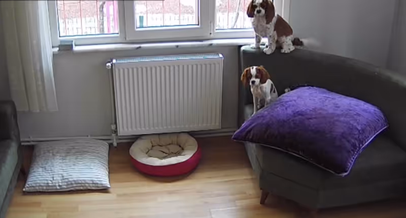 Keyifli Patim Pet Oteli | Köpek Oteli İstanbul kedi ve köpek oteli - Galeri görseli 10/27 | PawBooking