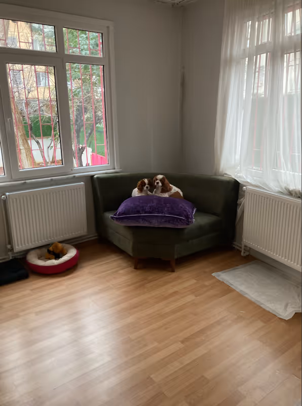Keyifli Patim Pet Oteli | Köpek Oteli İstanbul kedi ve köpek oteli - Galeri görseli 11/27 | PawBooking
