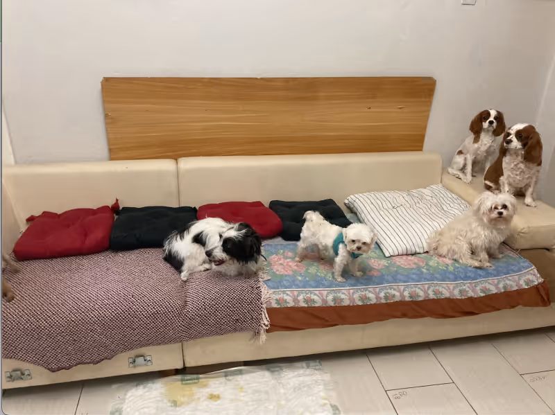 Keyifli Patim Pet Oteli | Köpek Oteli İstanbul kedi ve köpek oteli - Galeri görseli 12/27 | PawBooking