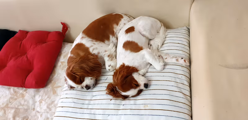 Keyifli Patim Pet Oteli | Köpek Oteli İstanbul kedi ve köpek oteli - Galeri görseli 13/27 | PawBooking