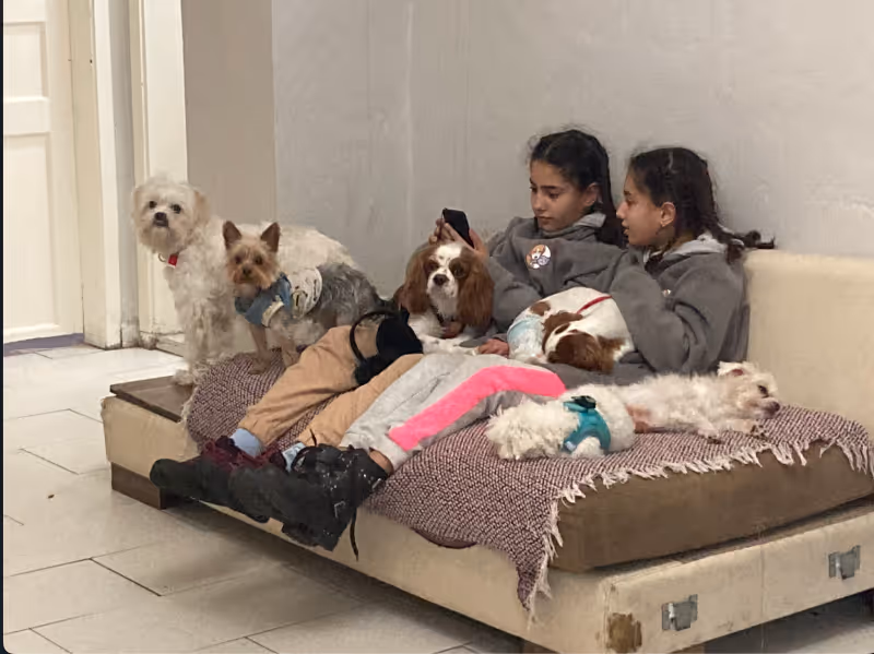 Keyifli Patim Pet Oteli | Köpek Oteli İstanbul kedi ve köpek oteli - Galeri görseli 14/27 | PawBooking