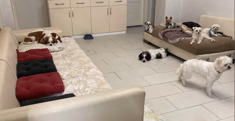 Keyifli Patim Pet Oteli | Köpek Oteli İstanbul kedi ve köpek oteli - Galeri görseli 15/27 | PawBooking