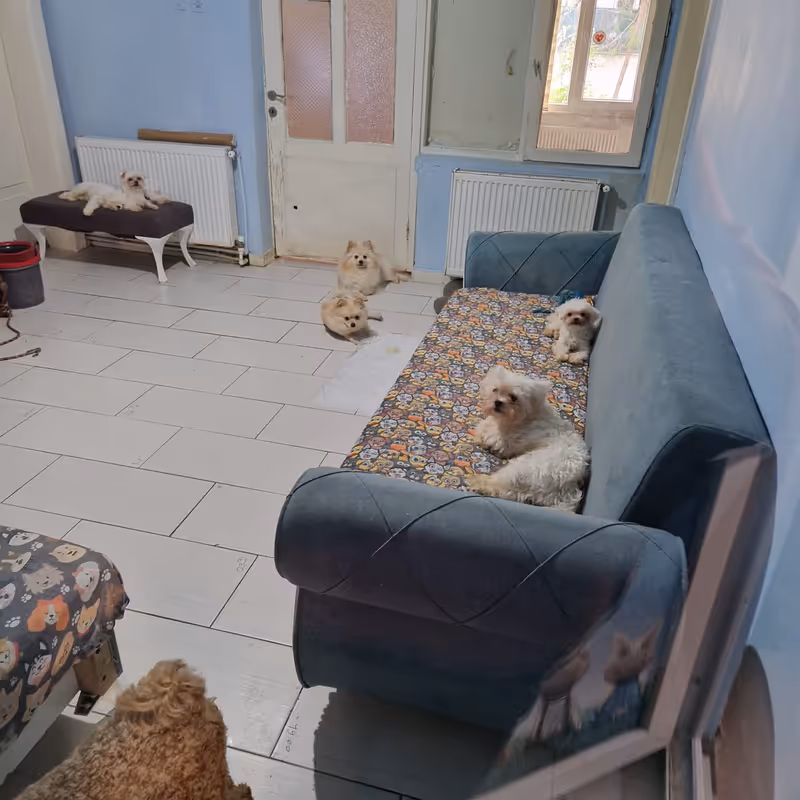 Keyifli Patim Pet Oteli | Köpek Oteli İstanbul kedi ve köpek oteli - Galeri görseli 16/27 | PawBooking