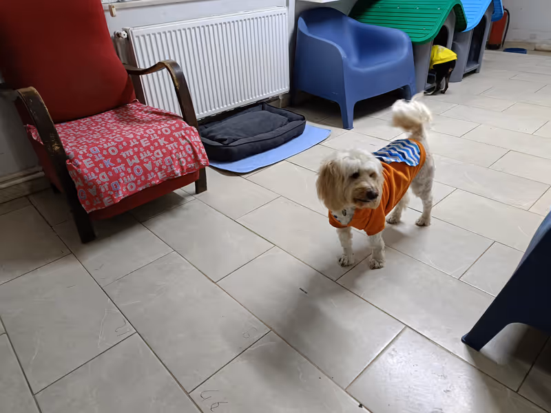 Keyifli Patim Pet Oteli | Köpek Oteli İstanbul kedi ve köpek oteli - Galeri görseli 18/27 | PawBooking