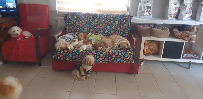 Keyifli Patim Pet Oteli | Köpek Oteli İstanbul kedi ve köpek oteli - Galeri görseli 21/27 | PawBooking