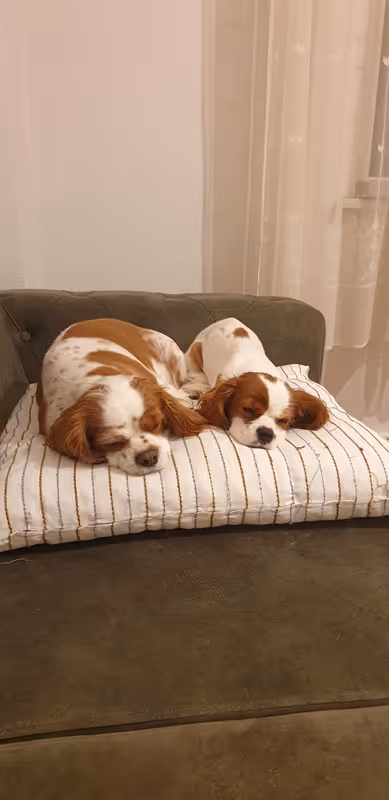 Keyifli Patim Pet Oteli | Köpek Oteli İstanbul kedi ve köpek oteli - Galeri görseli 22/27 | PawBooking
