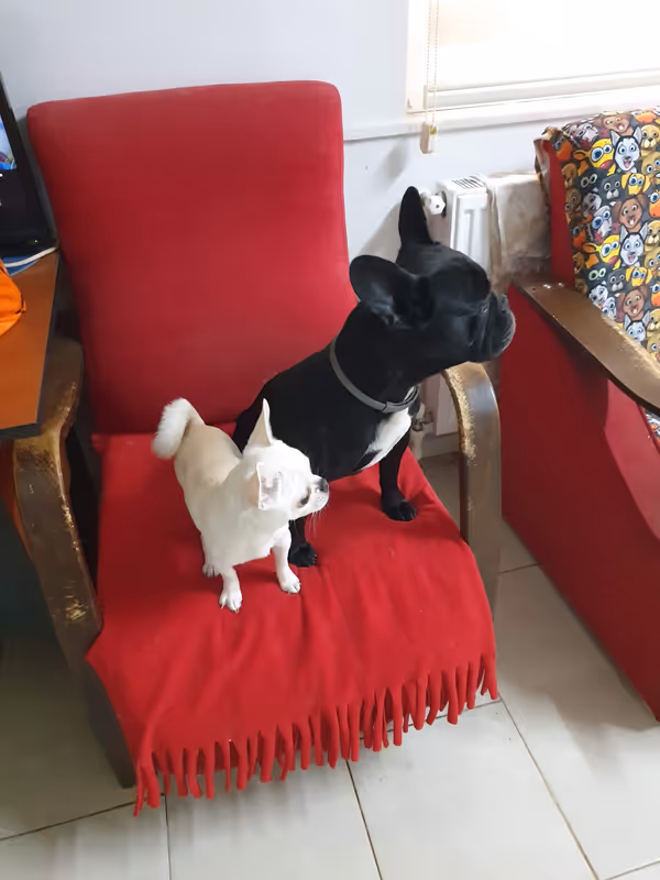 Keyifli Patim Pet Oteli | Köpek Oteli İstanbul kedi ve köpek oteli - Galeri görseli 23/27 | PawBooking