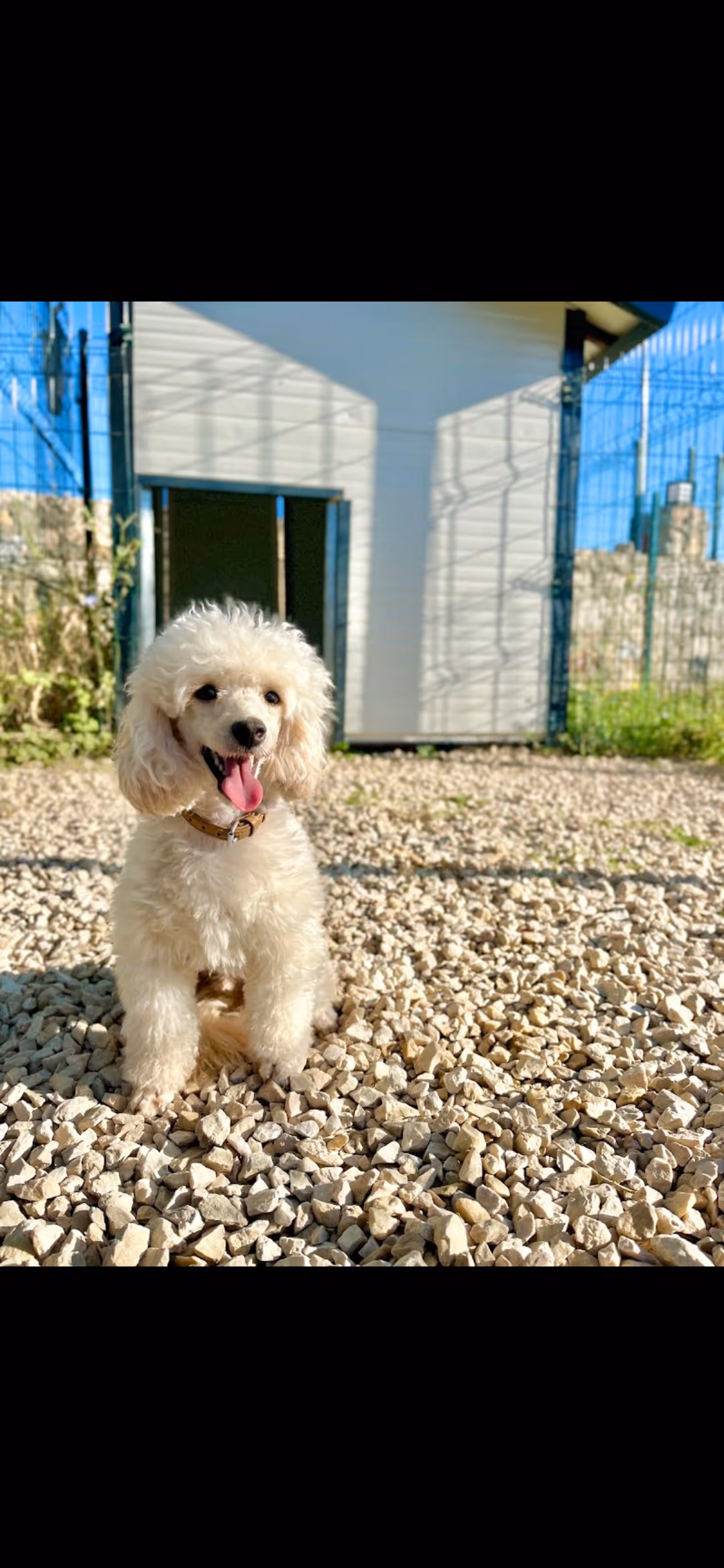 Vidog köpek Oteli
