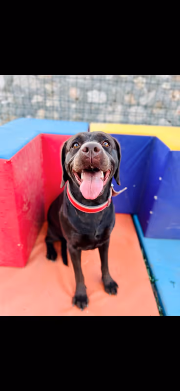 Vidog Köpek Oteli Bursa kedi ve köpek oteli - Galeri görseli 6/9 | PawBooking
