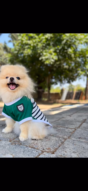 Vidog Köpek Oteli Bursa kedi ve köpek oteli - Galeri görseli 7/9 | PawBooking