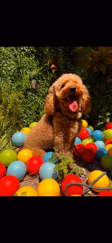 Vidog Köpek Oteli Bursa kedi ve köpek oteli - Galeri görseli 8/9 | PawBooking