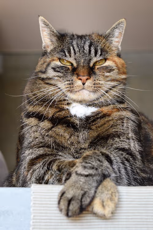 Kedi odası - 1
