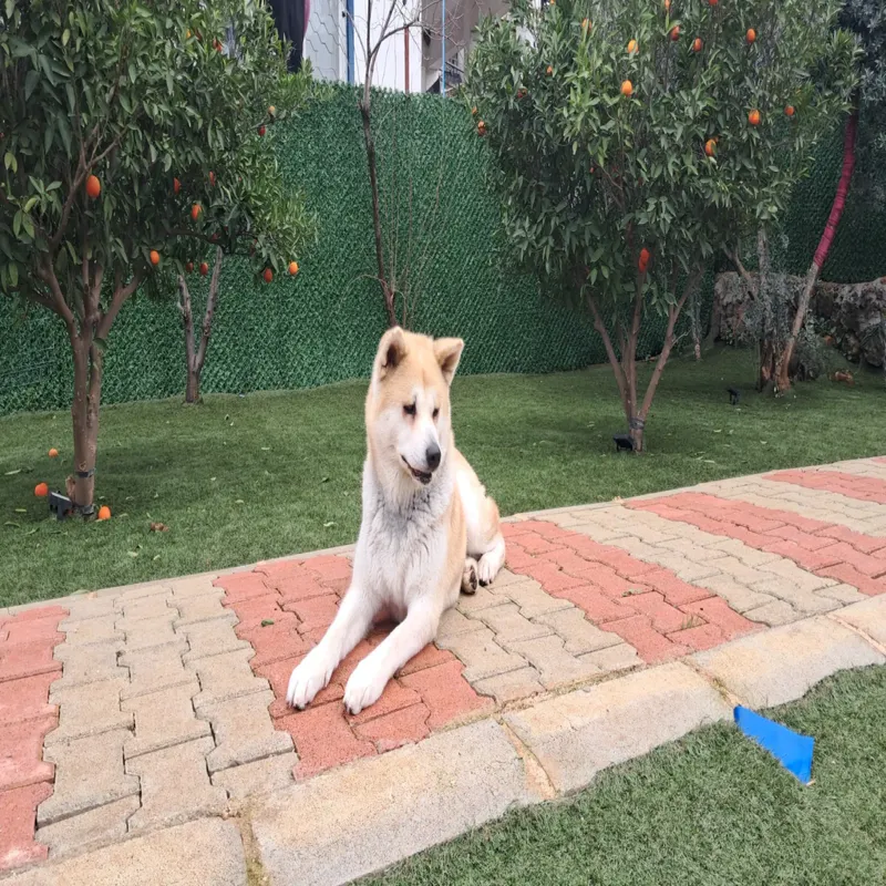 Expo Pet Otel Antalya Antalya kedi ve köpek oteli - Galeri görseli 5/5 | PawBooking
