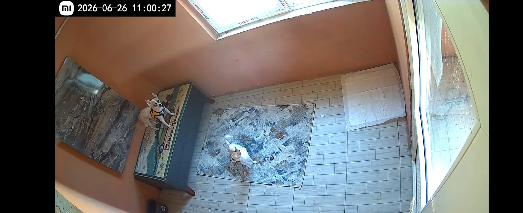 Büyük Irk Köpek Odası - 1
