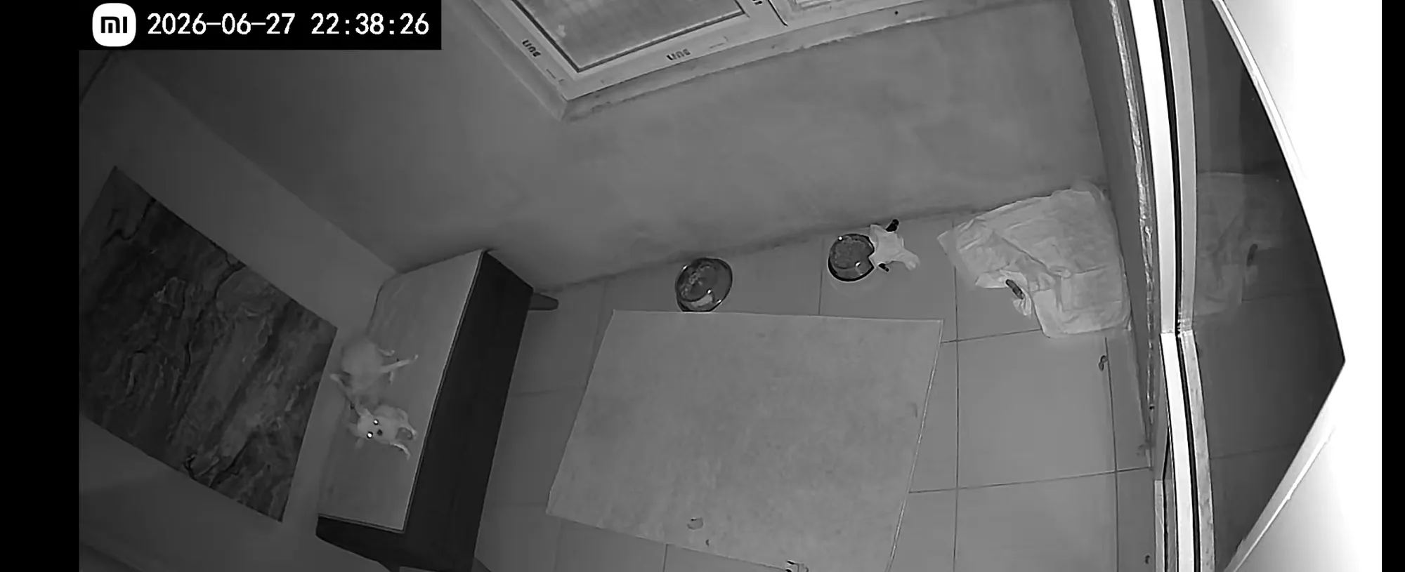 Büyük Irk Köpek Odası - 2