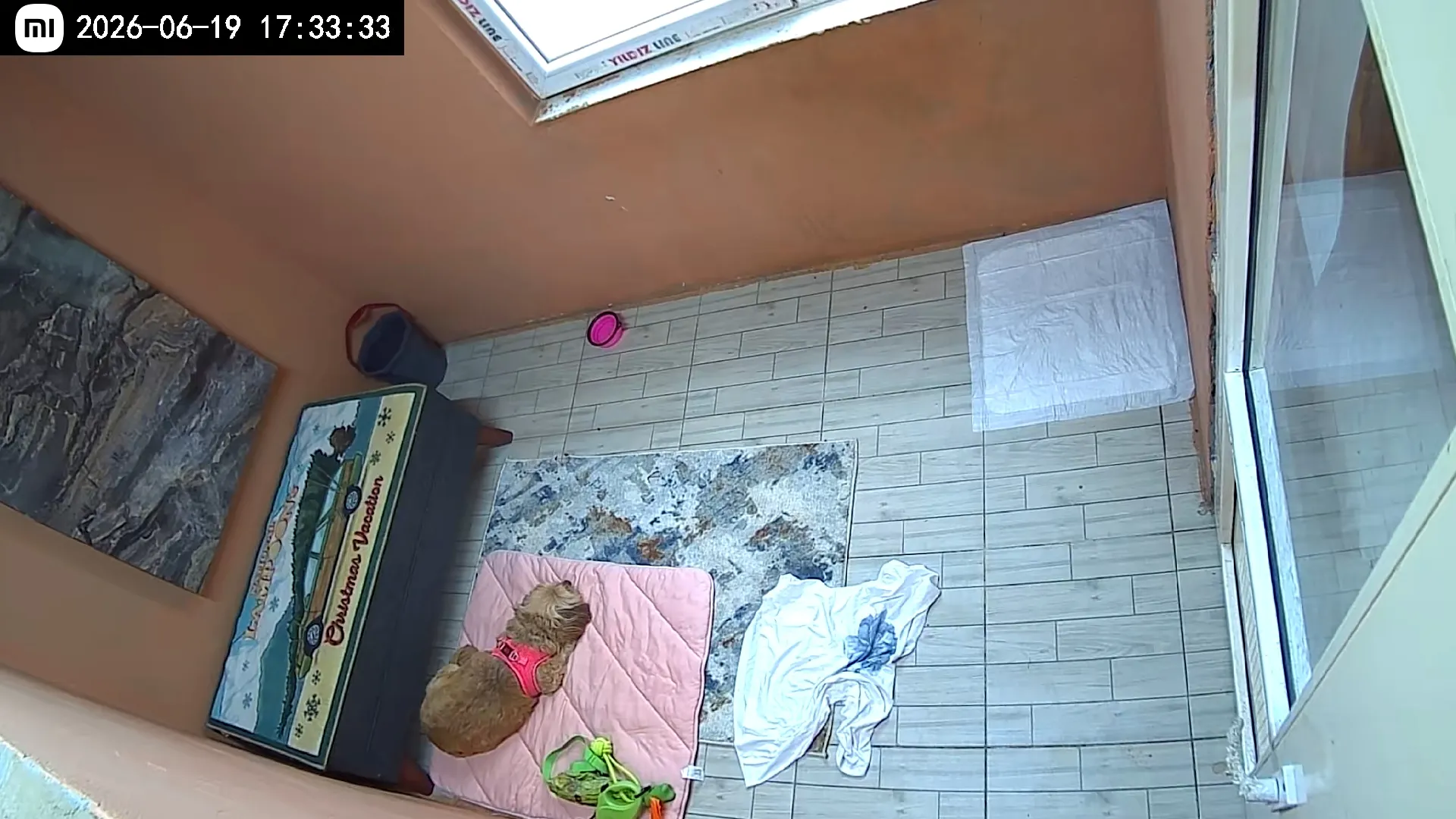 Büyük Irk Köpek Odası - 3