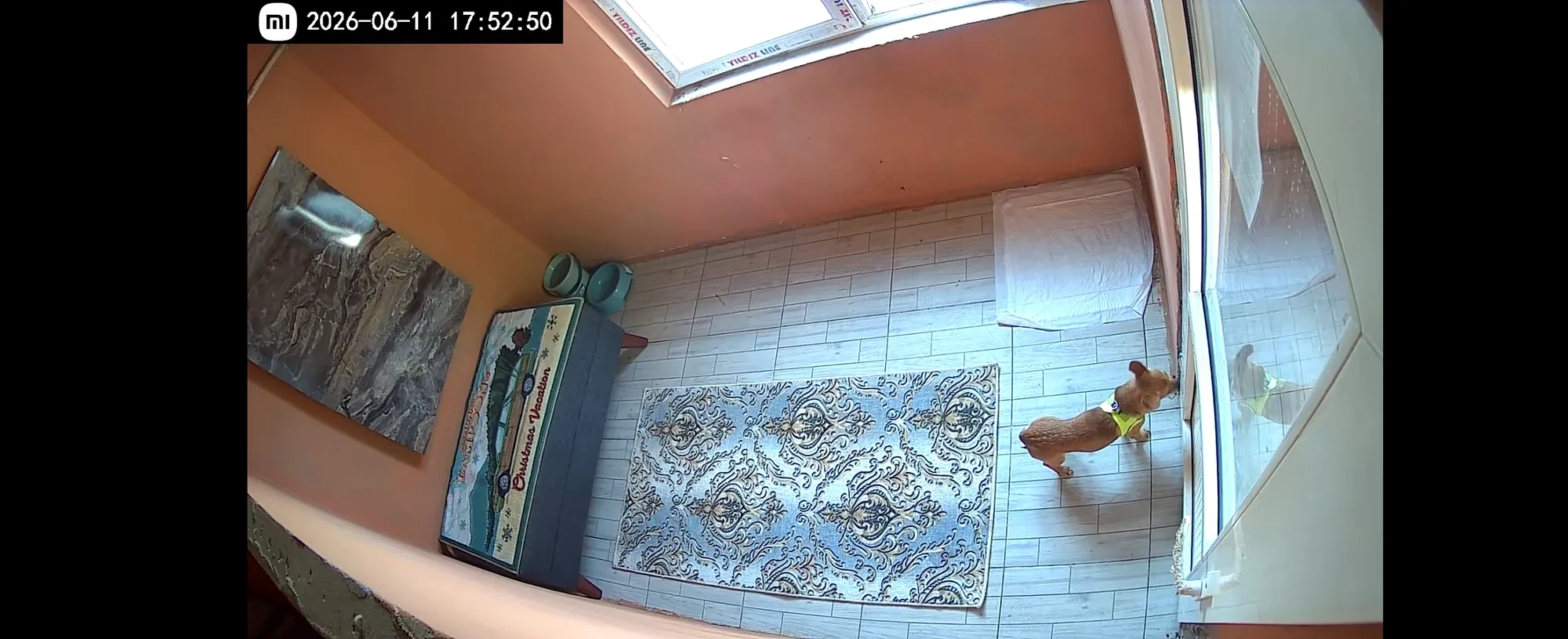 Büyük Irk Köpek Odası - 5