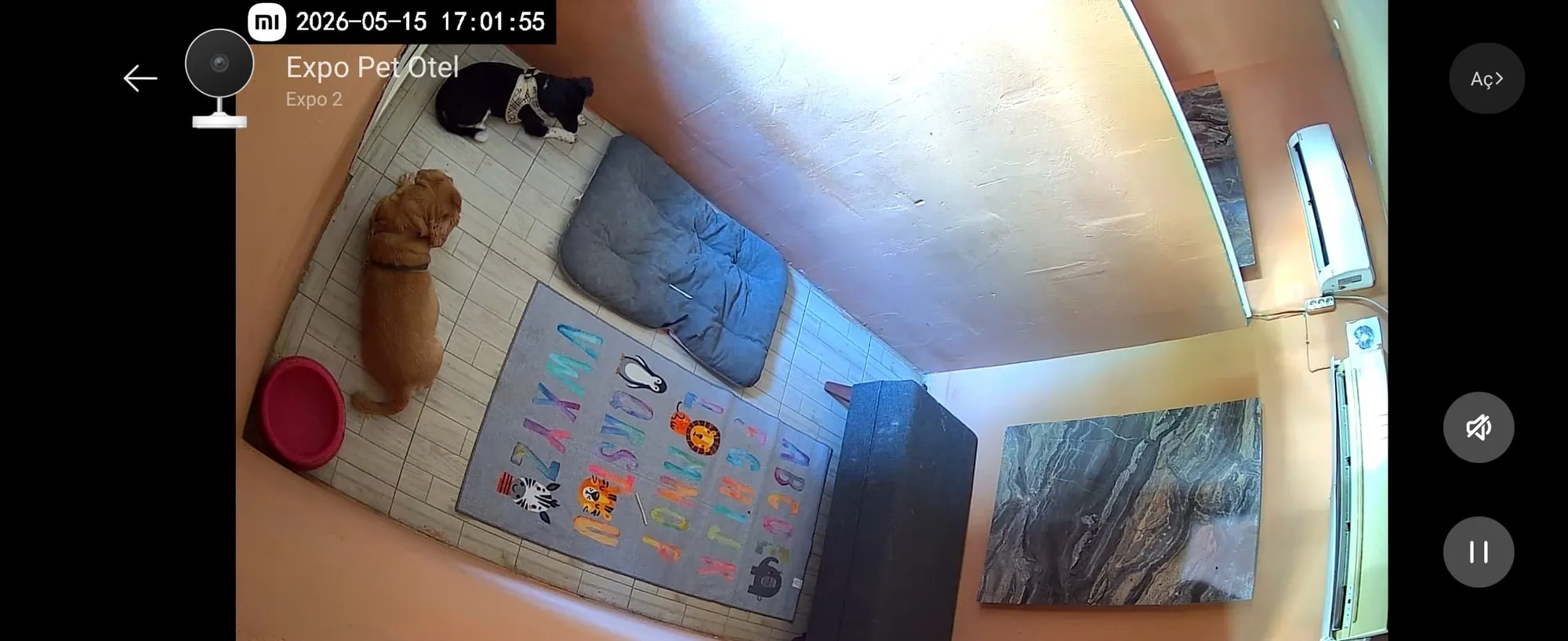 Büyük Irk Köpek Odası - 8