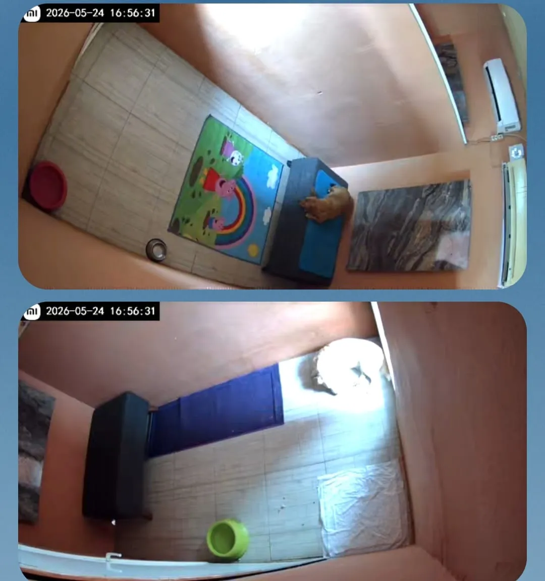 Büyük Irk Köpek Odası - 10