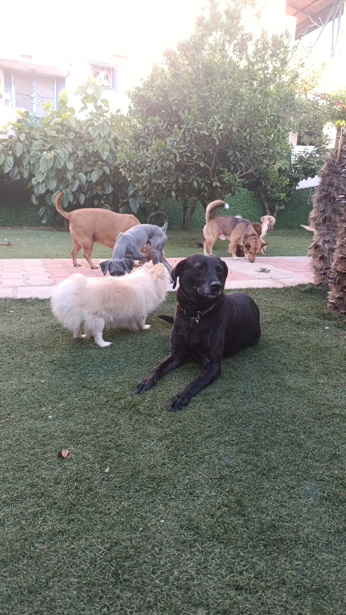 Büyük Irk Köpek Odası - 11