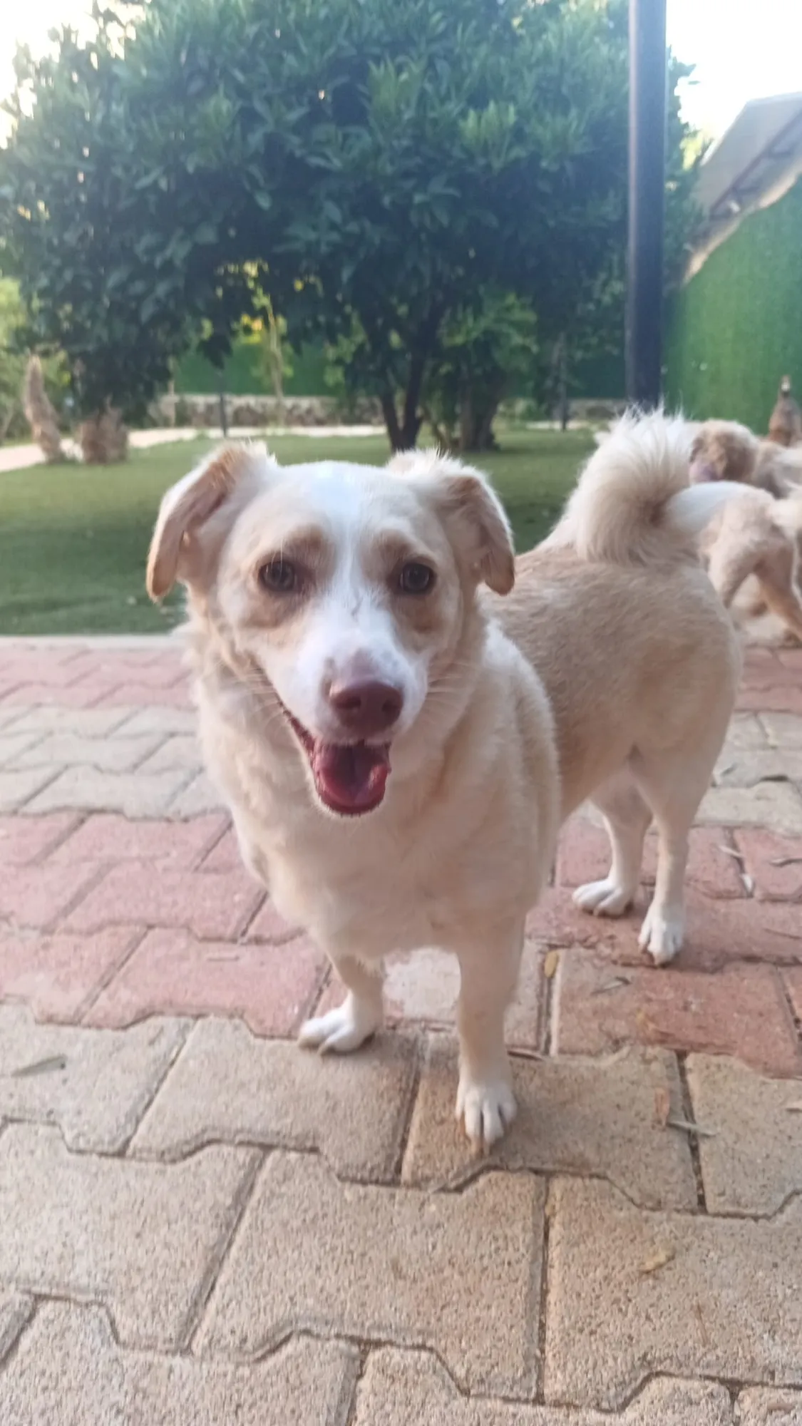 Büyük Irk Köpek Odası - 12