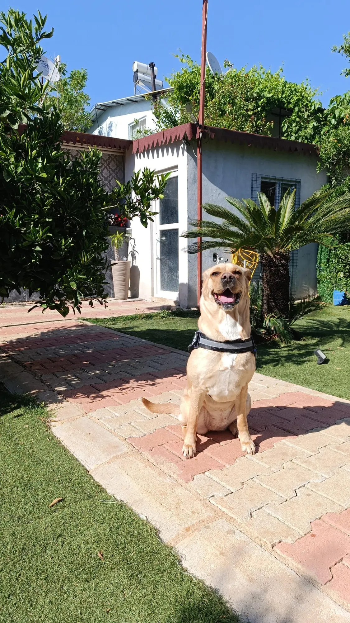 Büyük Irk Köpek Odası - 15