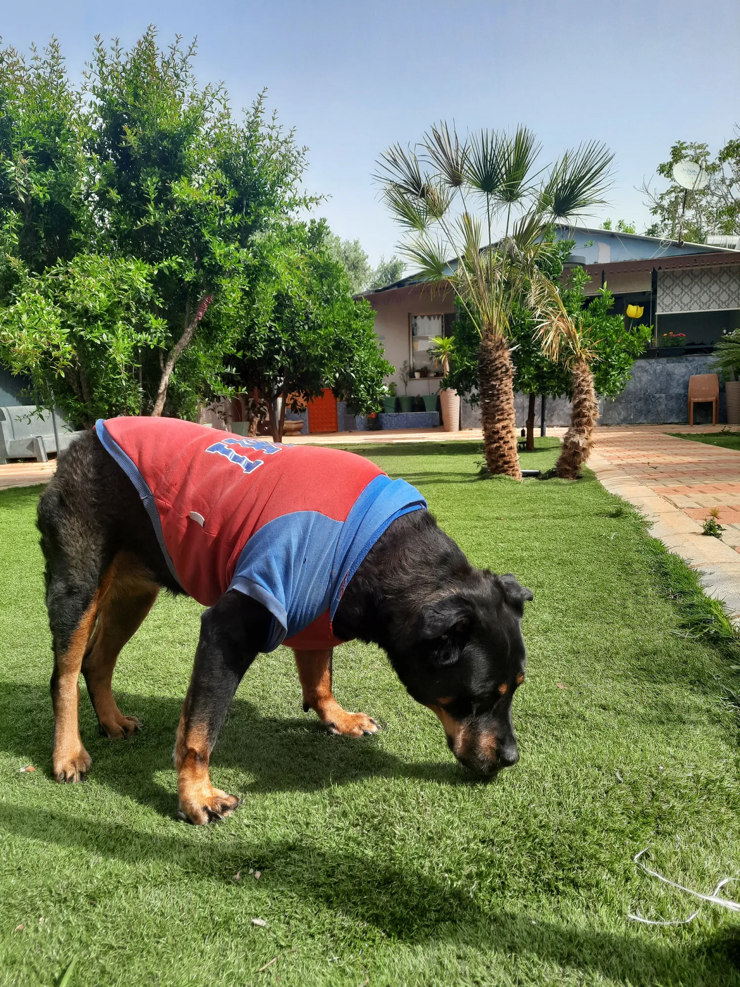 Büyük Irk Köpek Odası - 16