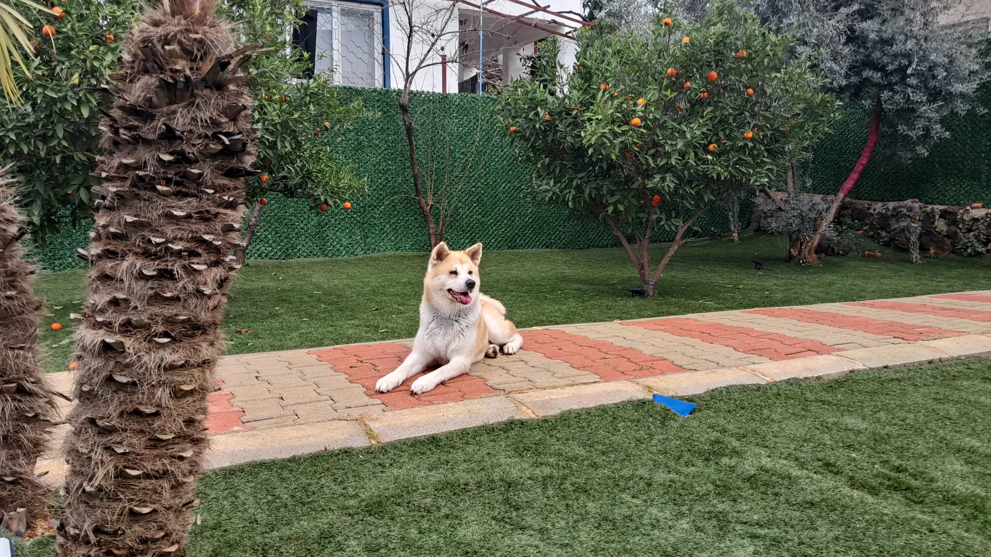 Büyük Irk Köpek Odası - 17