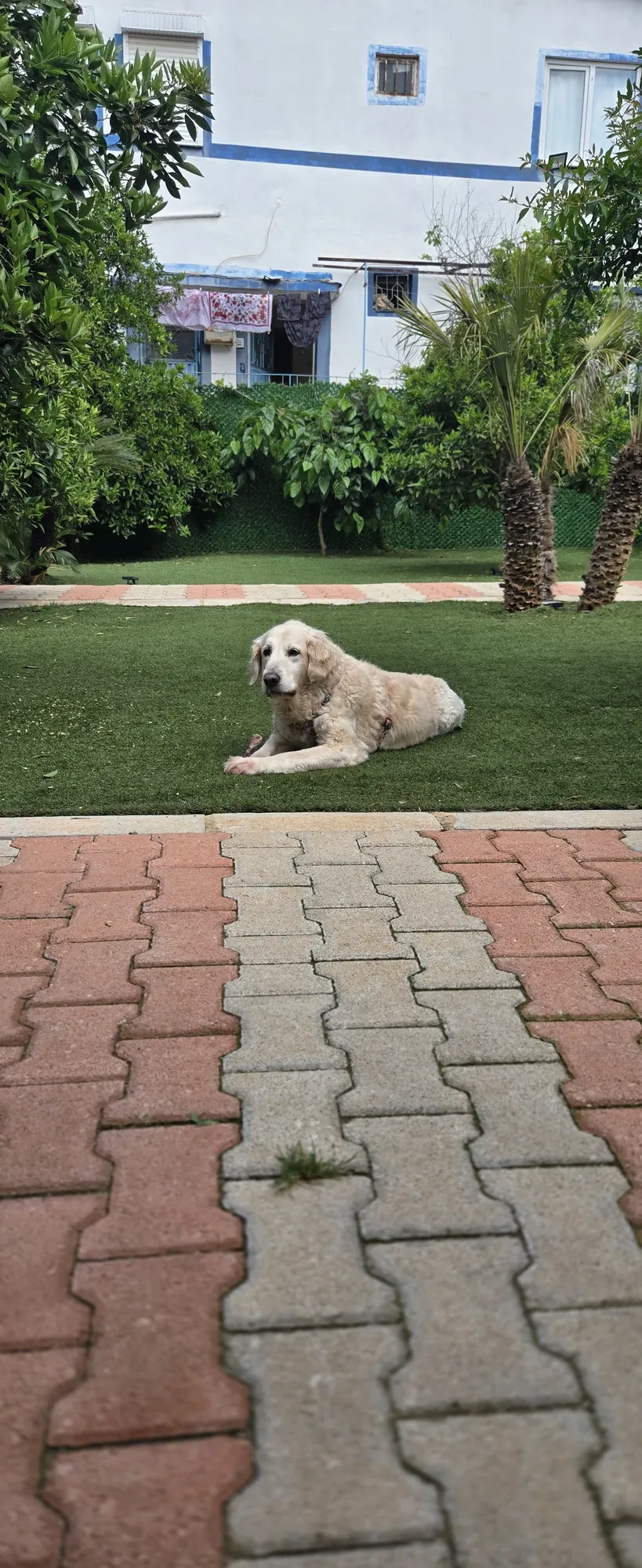 Büyük Irk Köpek Odası - 18