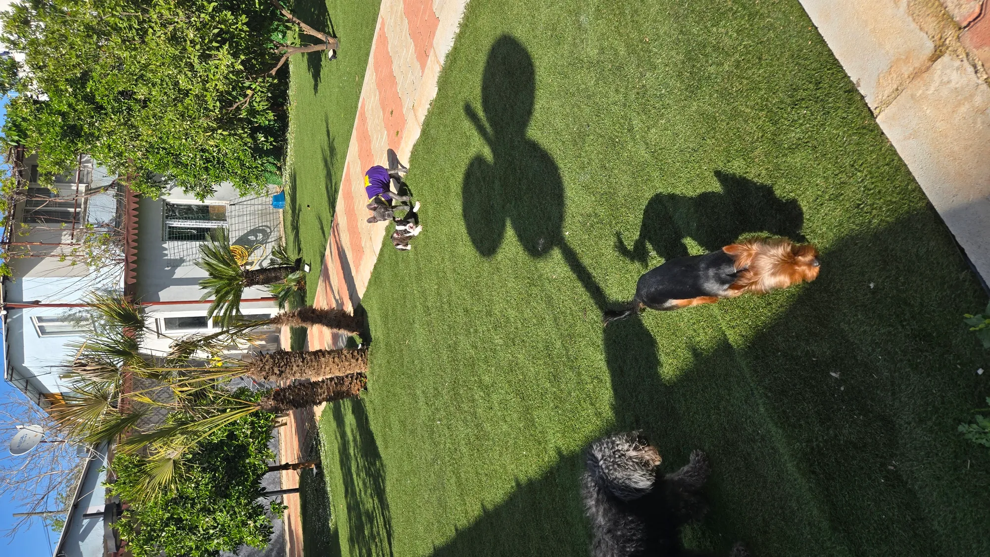 Büyük Irk Köpek Odası - 19