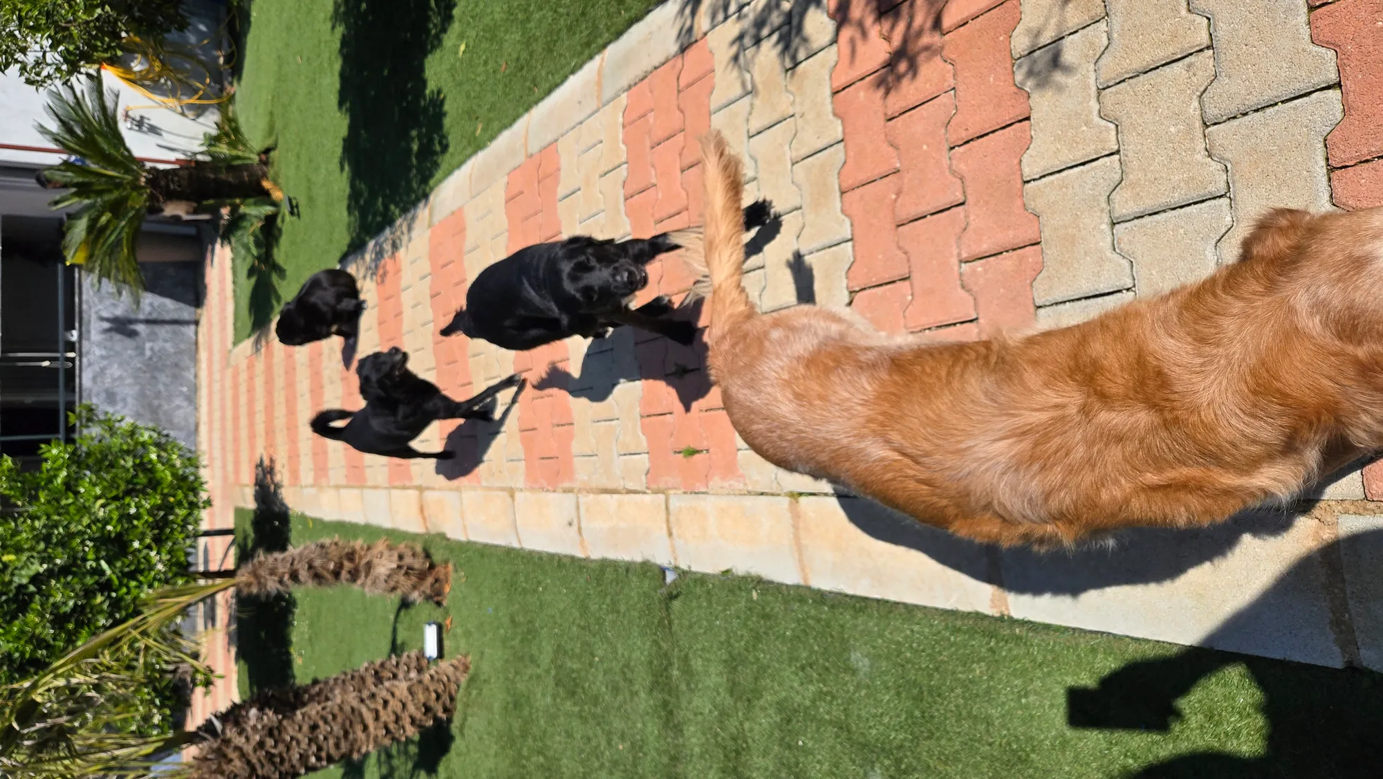 Büyük Irk Köpek Odası - 21