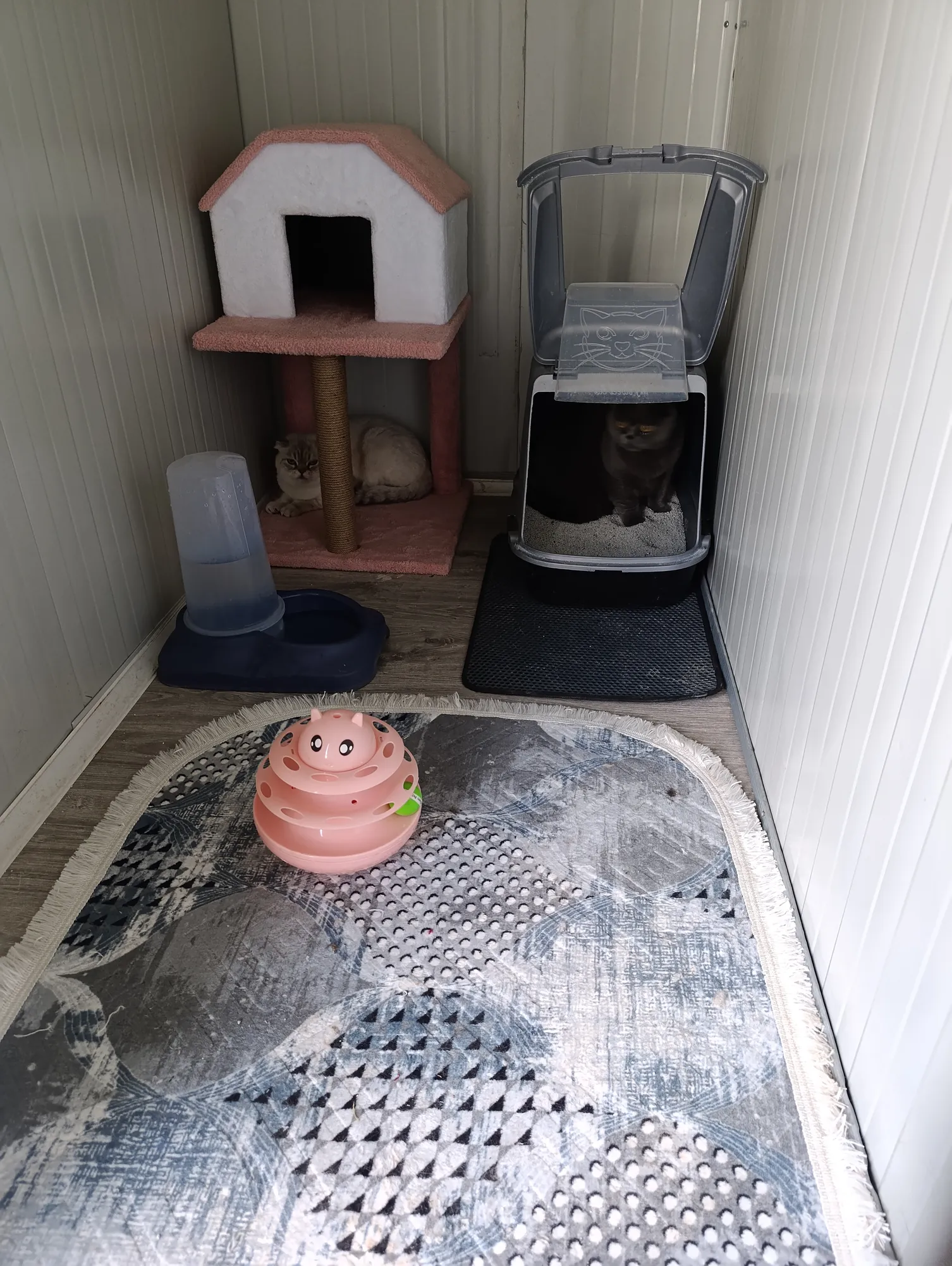 Kedi Odası Private - 1