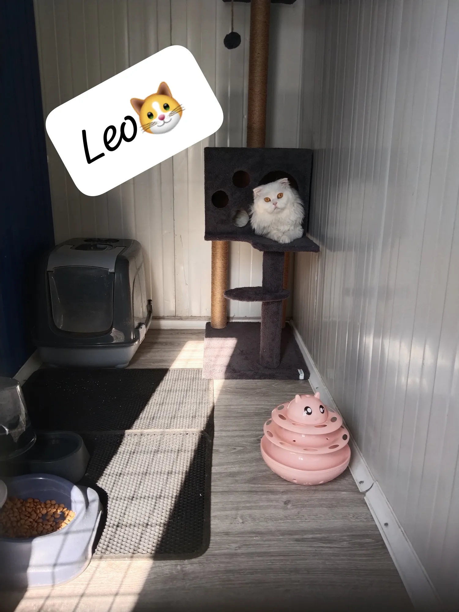 Kedi Odası Private - 2