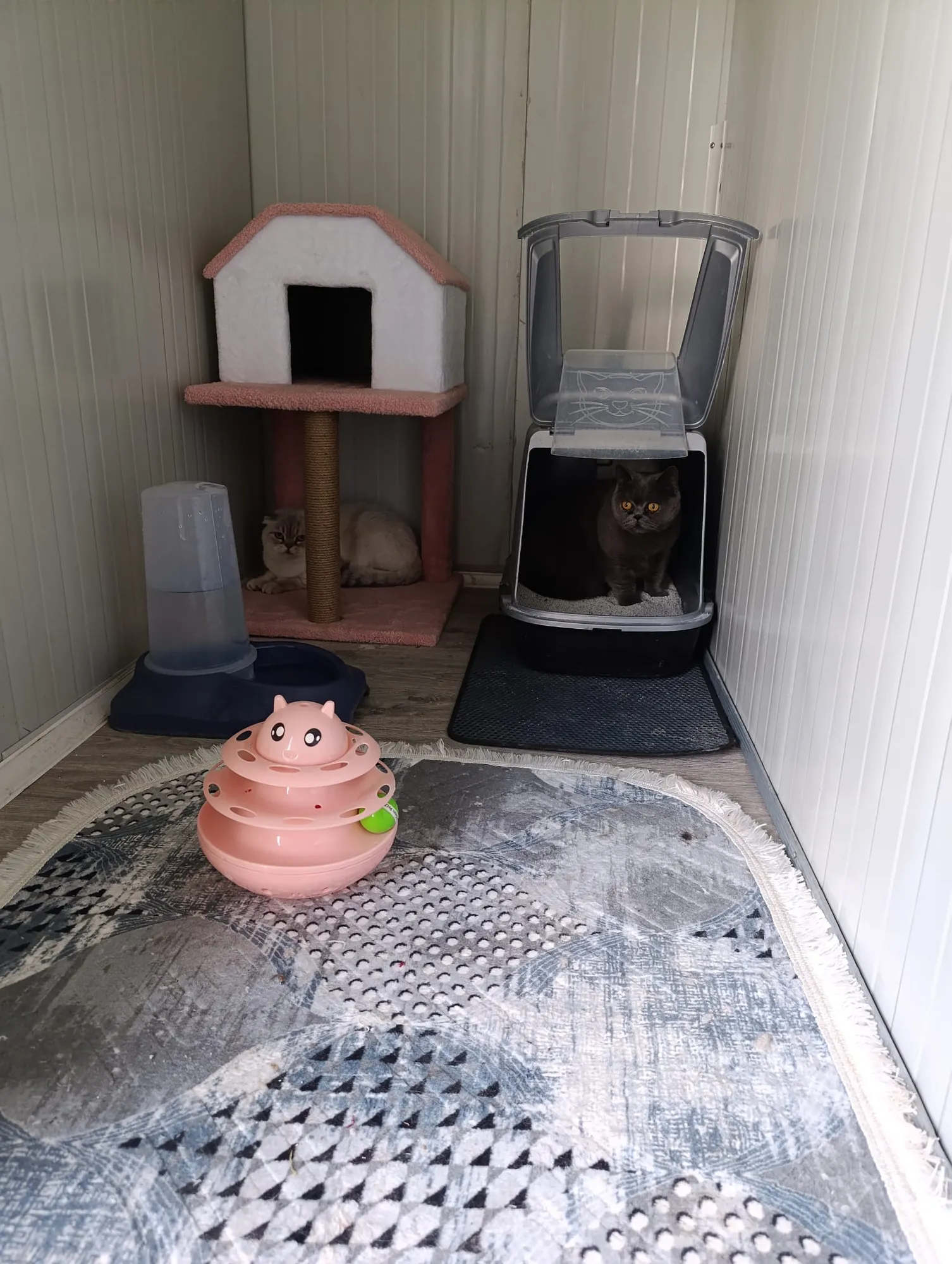 Kedi Odası Private - 3
