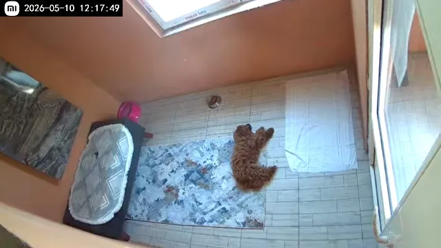 Küçük Irk Köpek Odası - 1