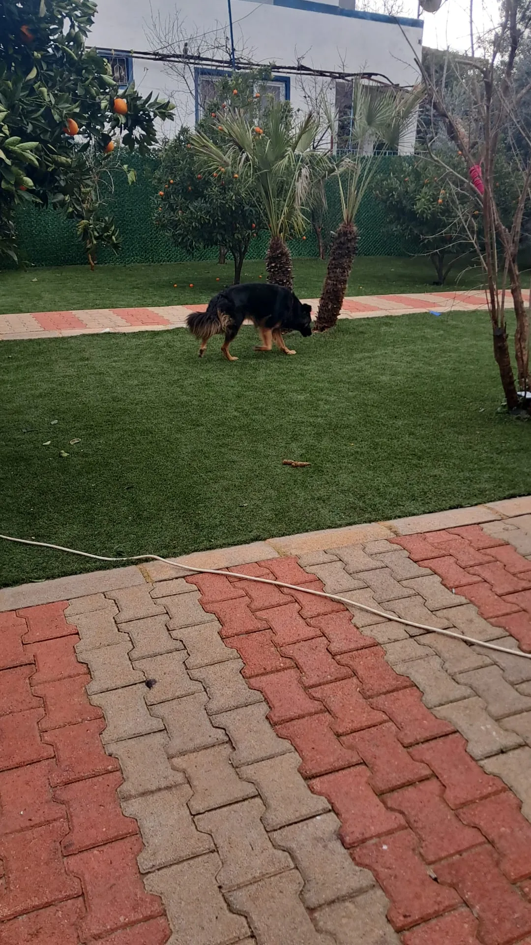 Orta ırk Köpek Odası - 2