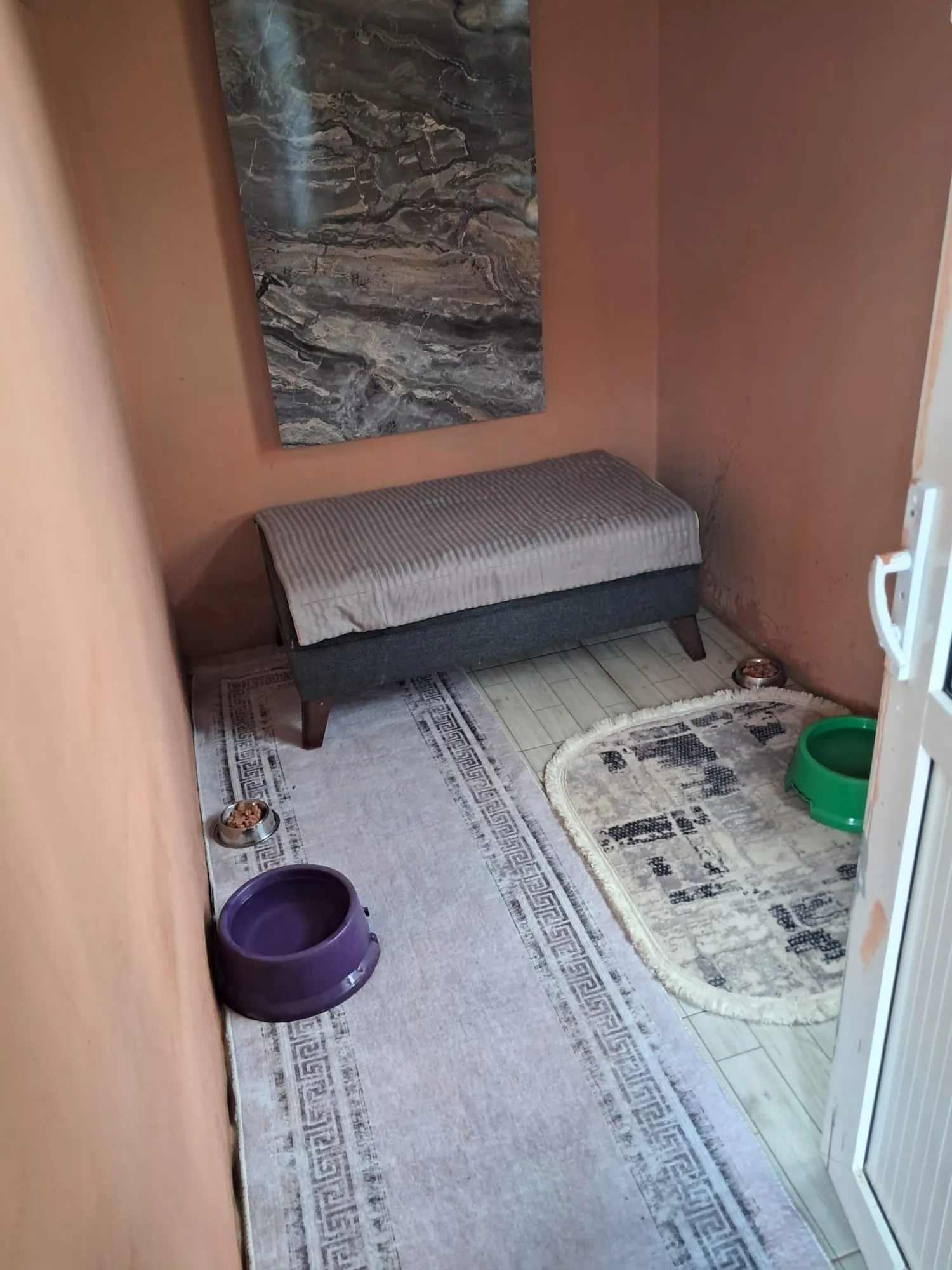 Orta ırk Köpek Odası - 4
