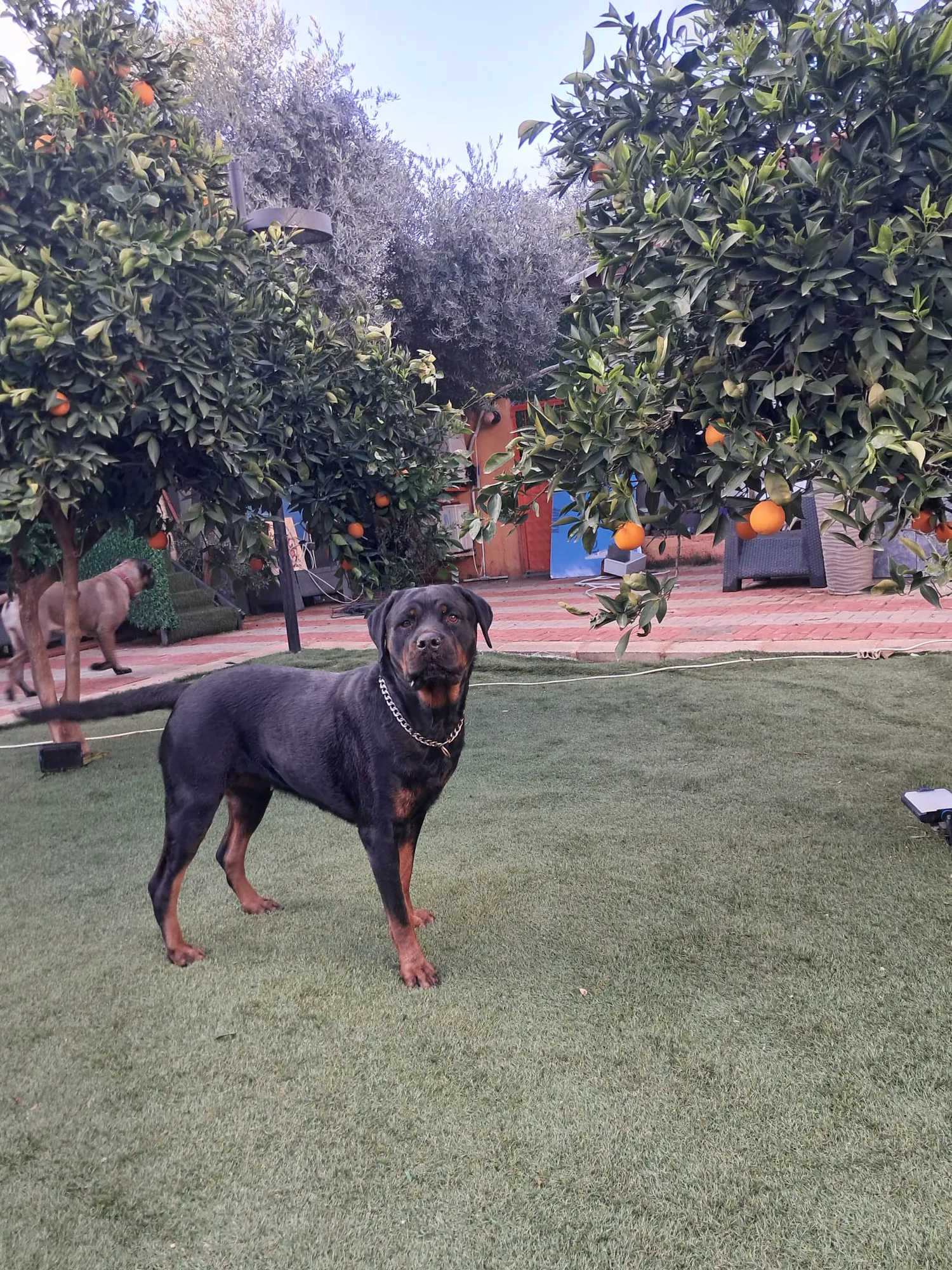 Orta ırk Köpek Odası - 5