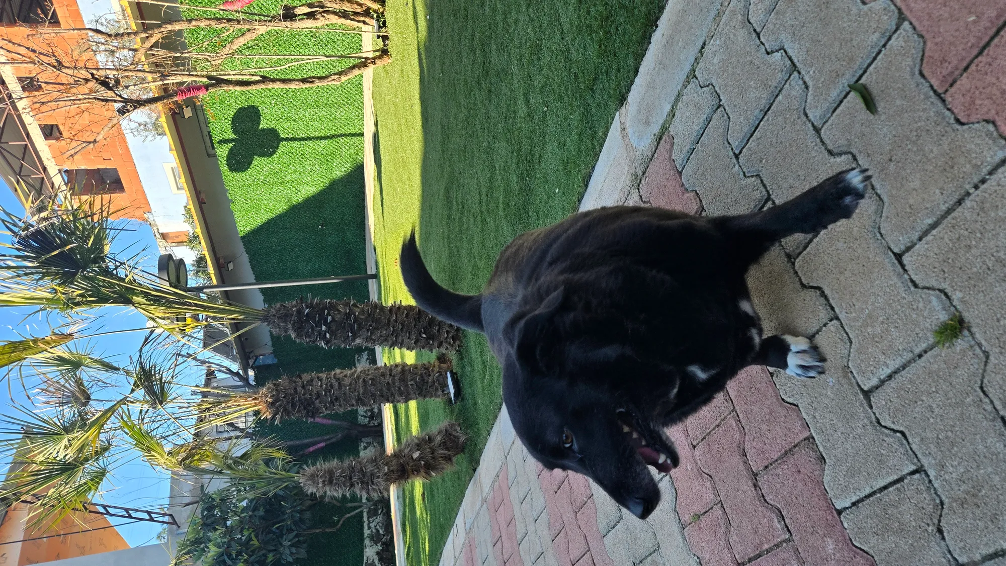 Orta ırk Köpek Odası - 7