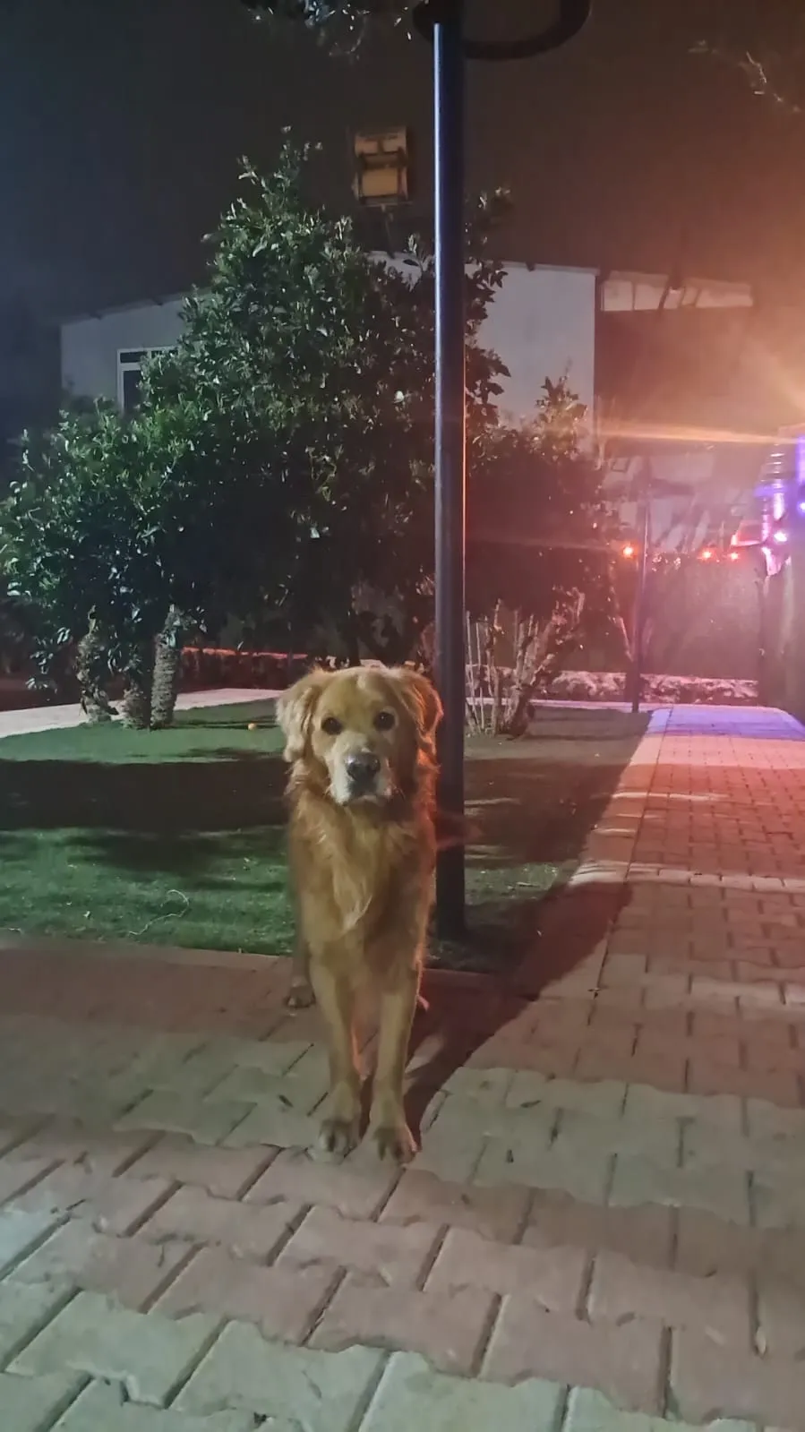 Orta ırk Köpek Odası - 8