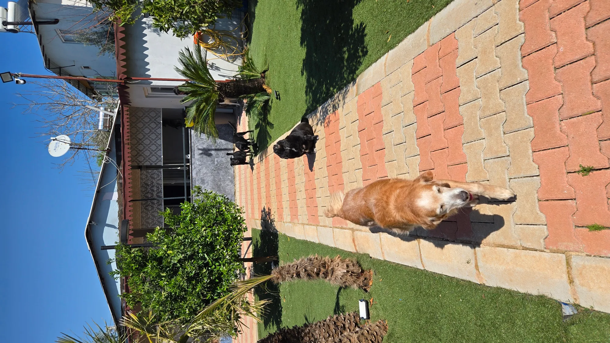 Orta ırk Köpek Odası - 10