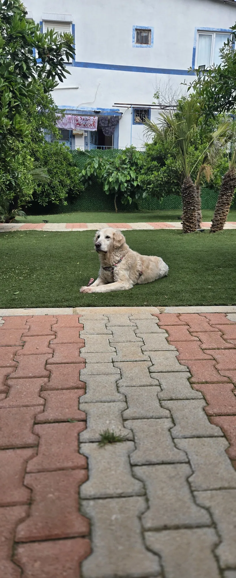 Orta ırk Köpek Odası - 12