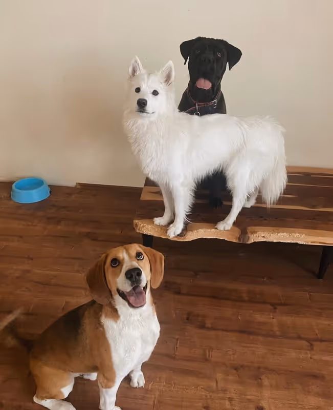 Paws of House | Köpek Konaklama Merkezi Ankara kedi ve köpek oteli - Galeri görseli 7/20 | PawBooking